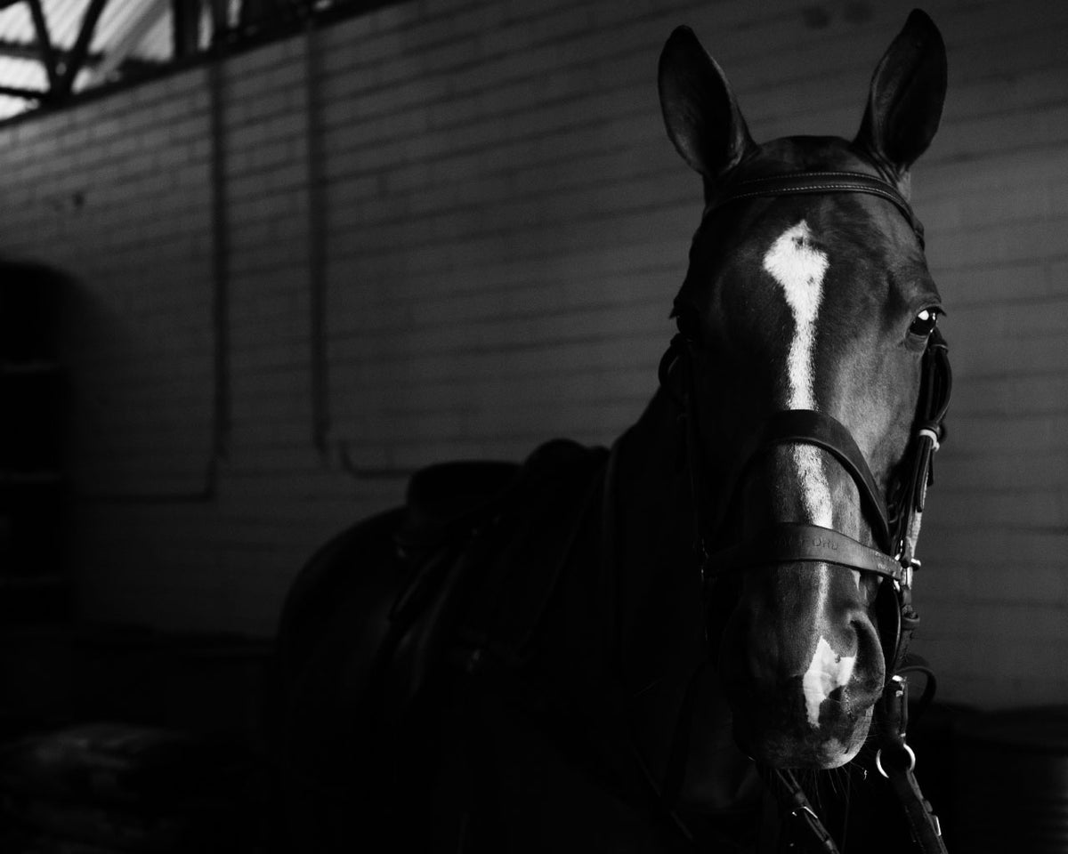 Gift Card for Horse Lovers and Polo Players